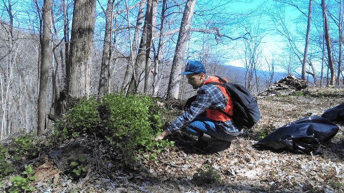 Roan Mountain Garlic Mustard Pull