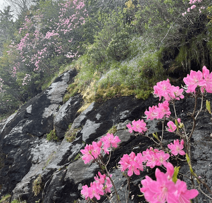 Blue Ridge Ecosystems - From Ice Age to the Present