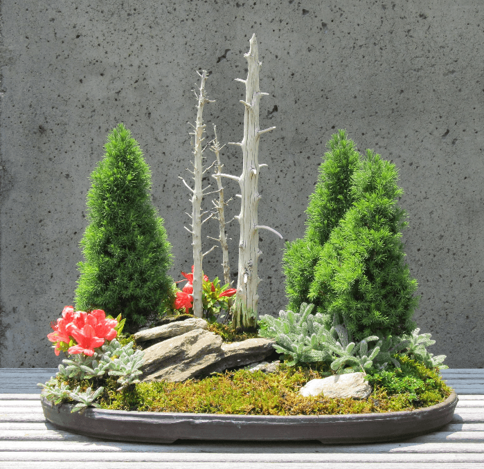 Bonsai Demonstration: A Mount Mitchell Makeover
