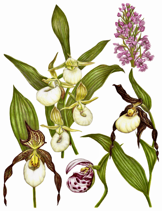 New Growth: Artists Respond to the Forest