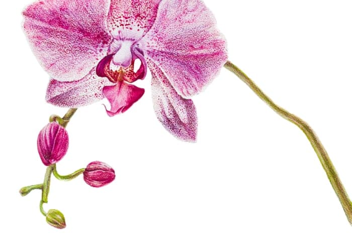 Anastasiia Avramchuk: The Garden of Quiet Resistance exhibition