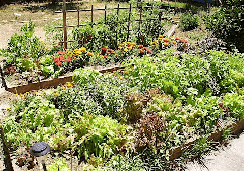Thursdays in the Learning Garden: Your First Vegetable Garden