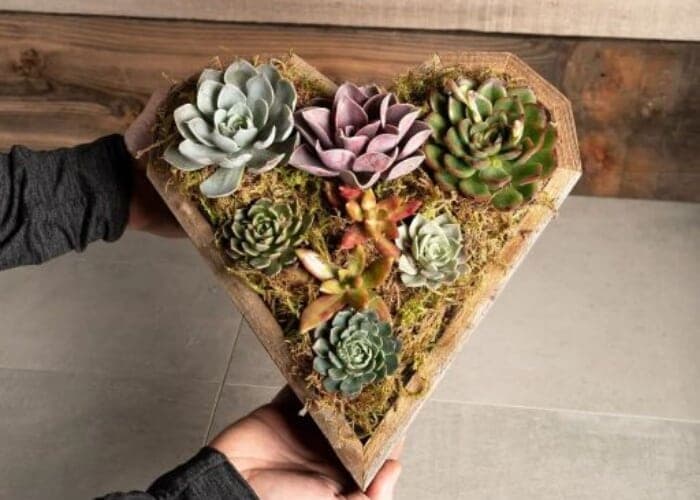 Valentines Succulent Heart • Make & Take Workshop