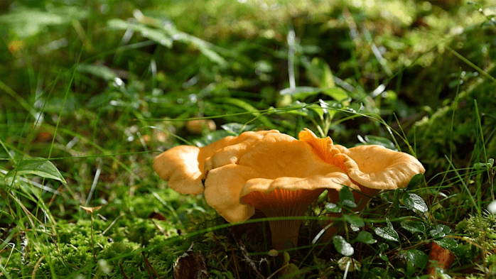 Intro to the Fleshy Fungi of the NC Arboretum