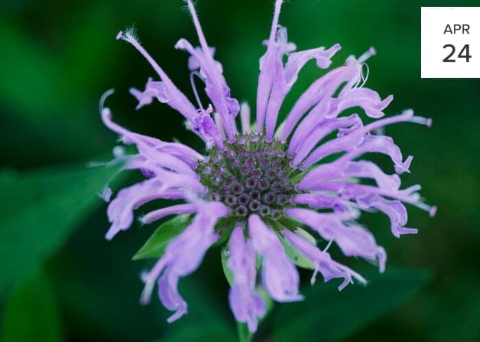 The Wild Foraged Apothecary A Wildcrafting & Herbal Product Apprenticeship