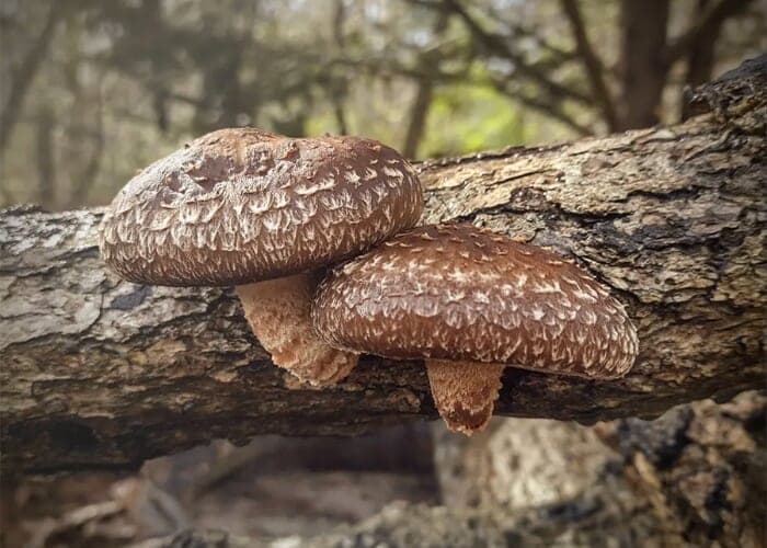 Mushroom Log Workshop! Grow gourmet & medicinal mushrooms @ Reems Creek