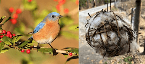Songbirds in Your Garden + Bird Nesting Ball Make & Take