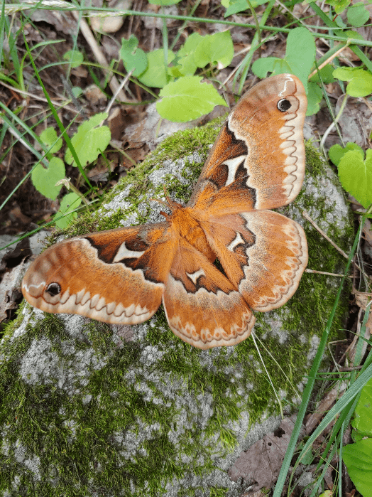 Mothing at the NC Arboretum