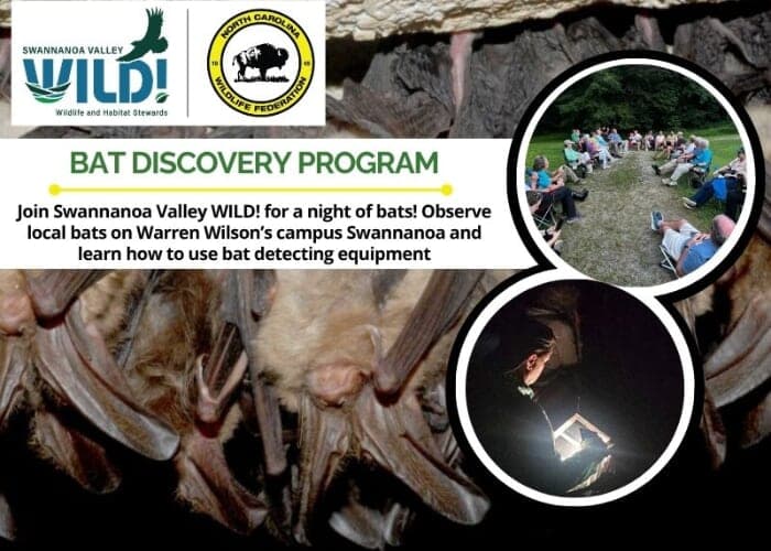 Bat Discovery Program