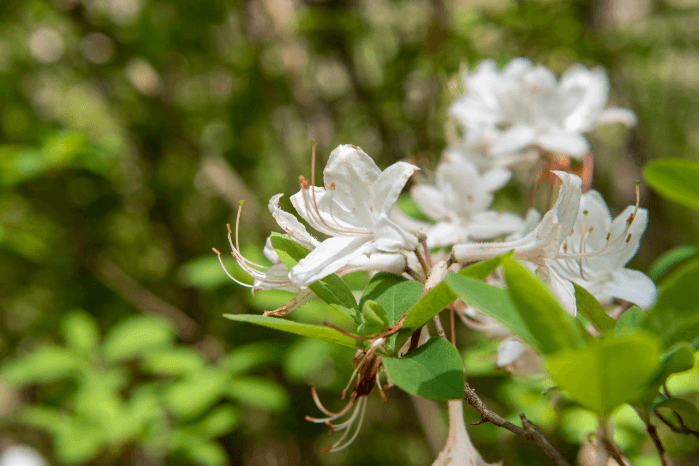 Native Azalea Day
