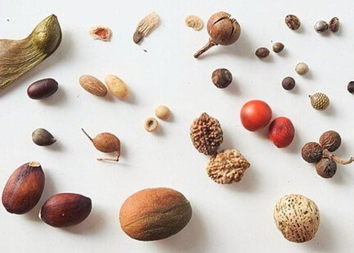 C.P.A. Collect Native Seeds to Plant Next Year with Sarah Coury