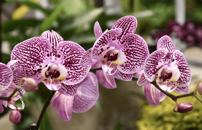 Asheville Orchid Festival