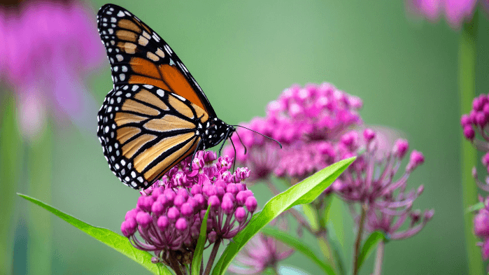 Lunch & Learn: Monarch Monitoring Community Science Project at the NC Arboretum