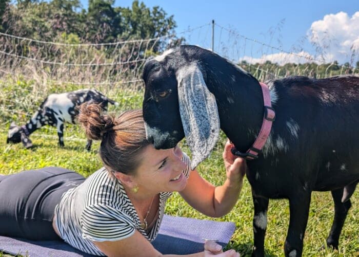 Goat Yoga in Asheville