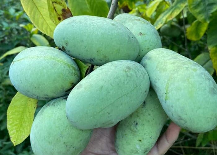 Pawpaw Ice Cream Release