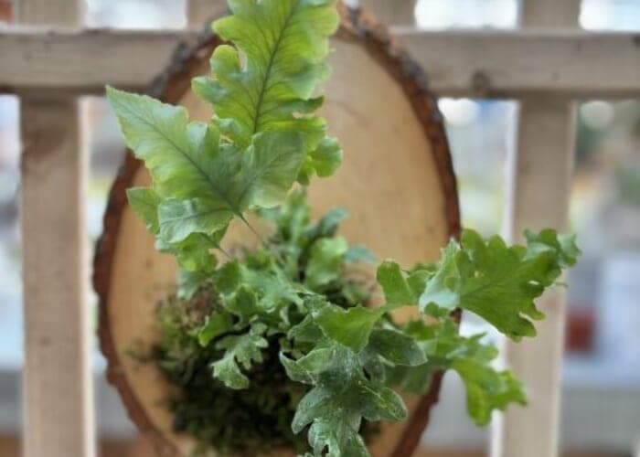 Mounted Houseplant • Make & Take Workshop