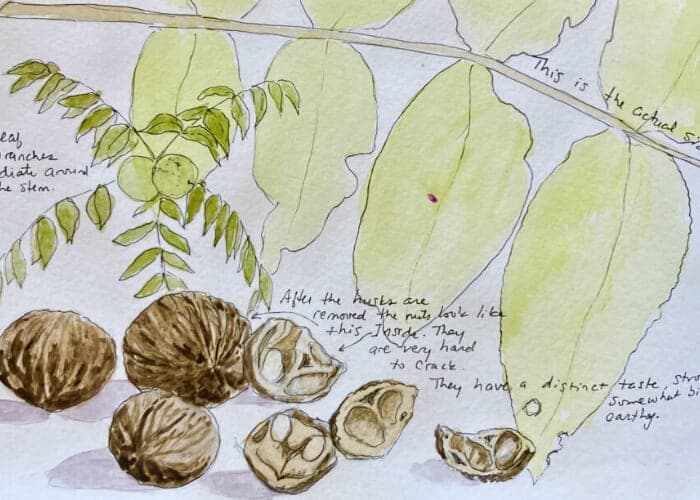 Nature Journaling with Sue Dolamore at Reems Creek Nursery