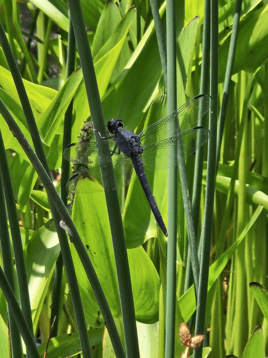 Southern Appalachian Entomology
