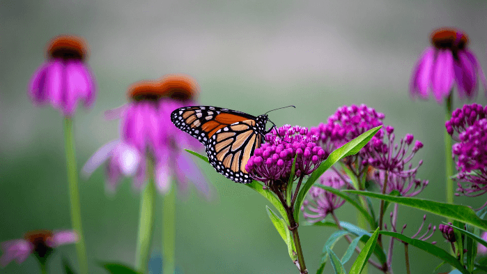 Planning your Multi-Use Native Garden