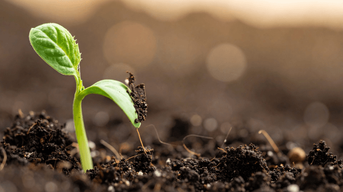 How Plants Grow: A Close Look at Plant Growth and Structures