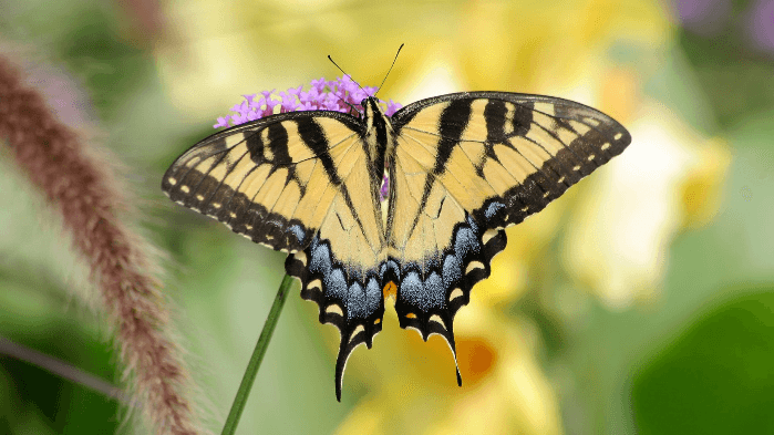 Intro to Butterfly ID