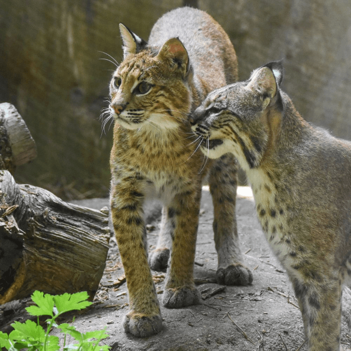 Junior Wild Walk: A Junior Zookeeper Experience