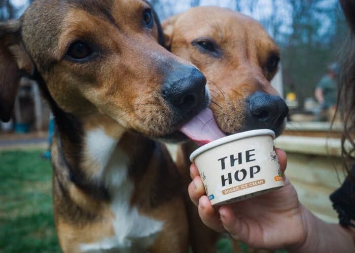 Pet Photo Session With Corey Brie Photo