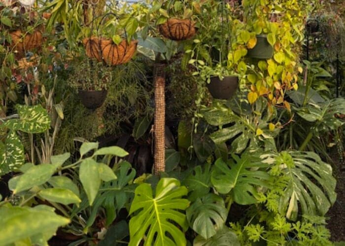 Create an XL Open Terrarium at Flora's Greenhouse!