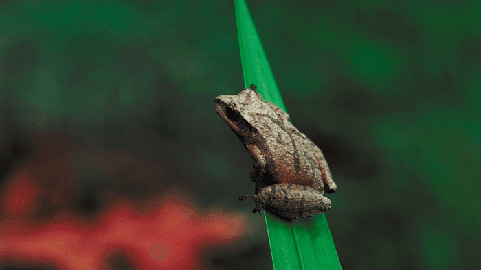 Amphibian Nighttime Search