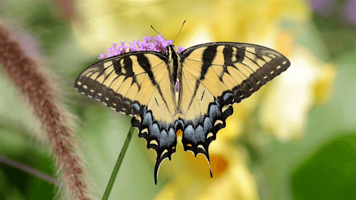 Introduction to Butterfly ID