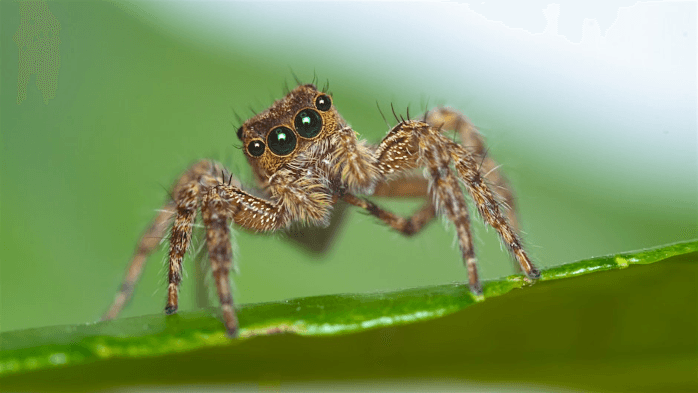 Naturalist Walk and Talk - Spiders