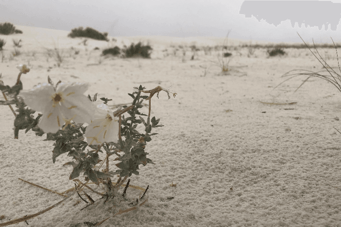 Romancing the Muse: Sunday Edition | Morning Sessions | Second Sunday of the Month