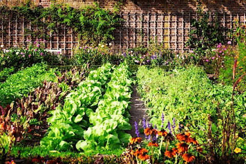 The Biodiverse Vegetable Garden