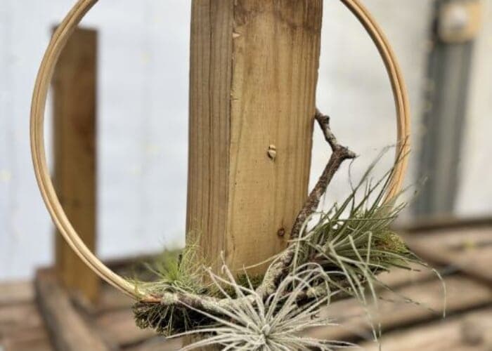 Air Plant Wreath • Make & Take Workshop