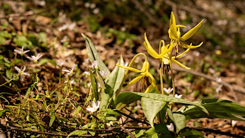 Spring Ephemeral Wildflower Walk