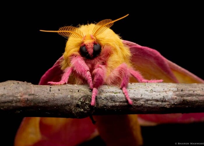 Marvelous Moth Program