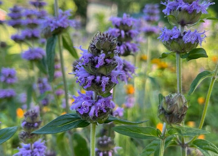 Native plant shows - M. R. Gardens - Attract songbirds, pollinators!