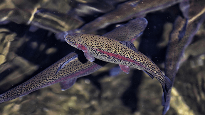 Fishes of the Southern Appalachians
