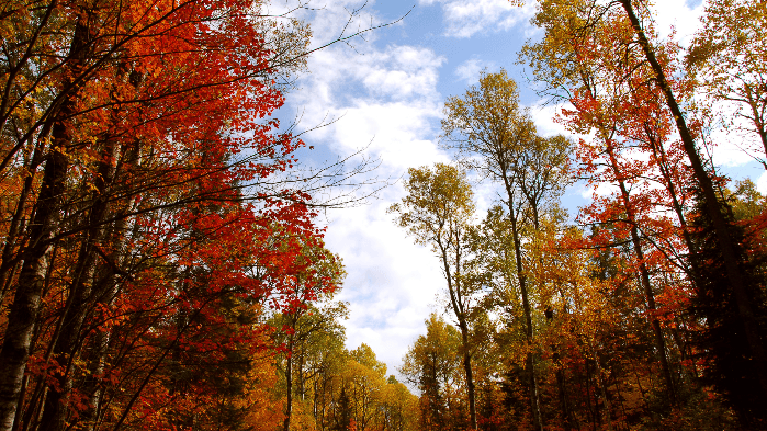 Fall Tree ID