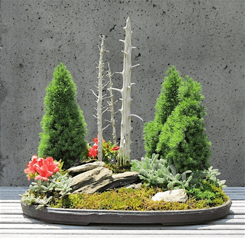 The Art of Bonsai: Cultivating Your Appreciation