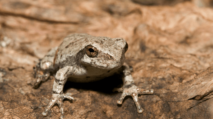 Identifying Regional Frogs by Sight & Sound