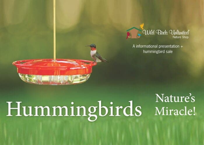 Hummingbirds - Nature's Miracle!