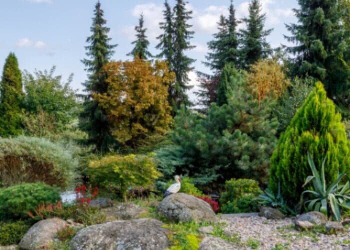 Growing Conifers in WNC Free Seminar