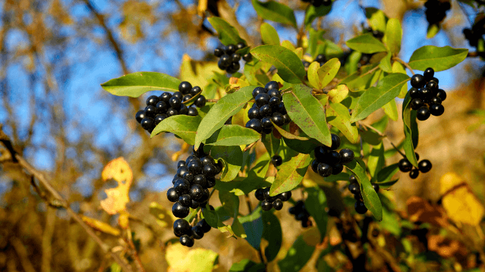 Intro to WNC Invasive Plant ID
