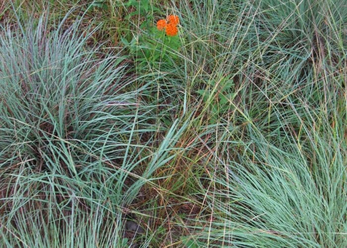Getting to Know Our Native Common Grasses with Dr. Nancy Adamson