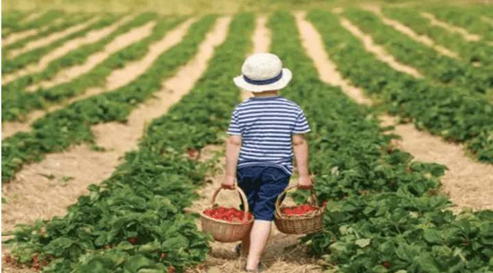 Agribusiness Series: Liabilty in Agri-Tourism