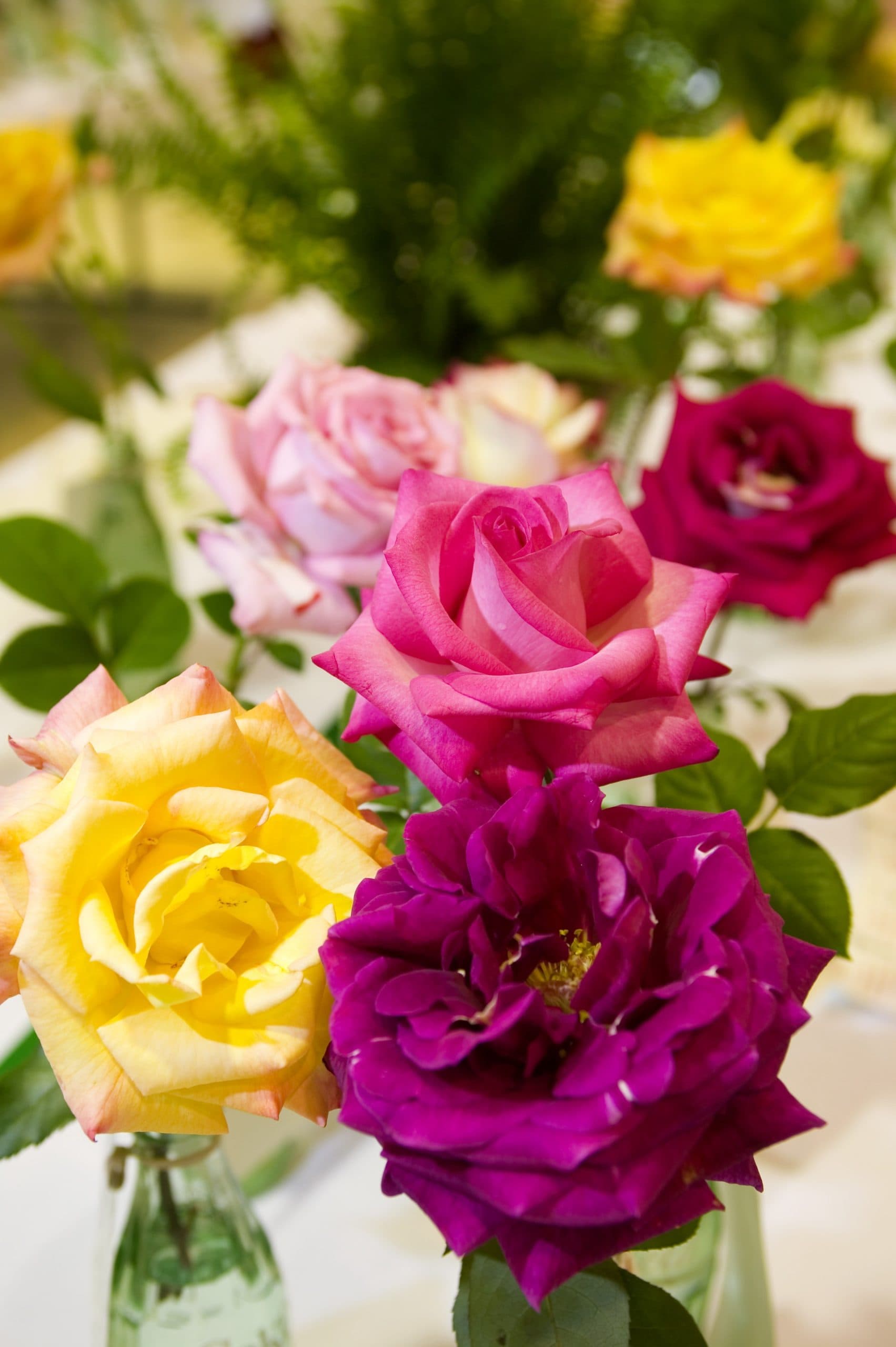 The Asheville-Blue Ridge Rose Society Exhibition