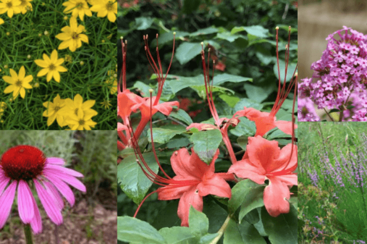 Grow Crazy: Online Spring Native Plant & Shrub Market