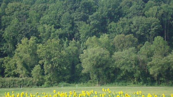 Biltmore sunflower Lagoon trail walk for pass holders