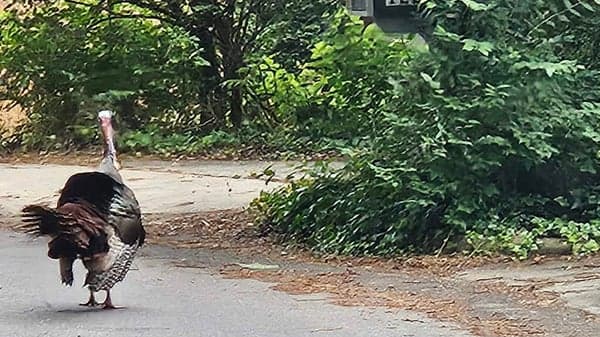 Scenic AVL #5: Murdock Grove Weaver Blvd Loop